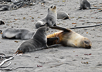 fur-seal-antarctic